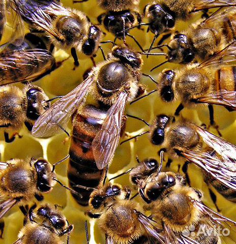 Пчёлы,пчелопакеты купить на Зозу.ру - фотография № 1