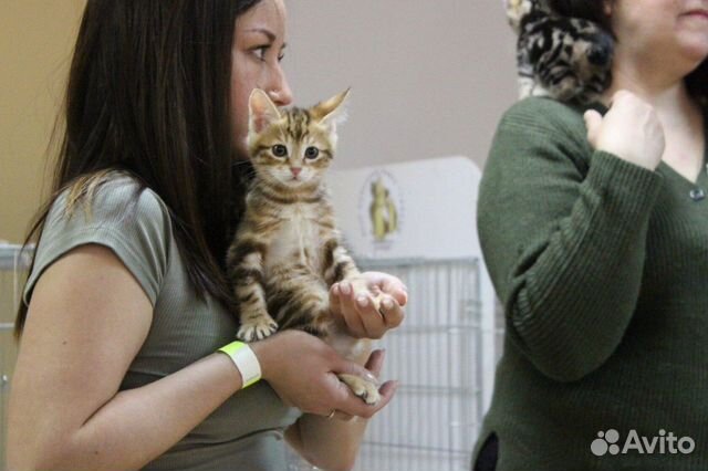 Предлагаются к продаже котята купить на Зозу.ру - фотография № 3