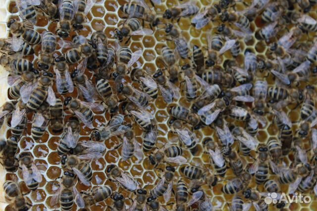 Пчёлы (семьи) купить на Зозу.ру - фотография № 2