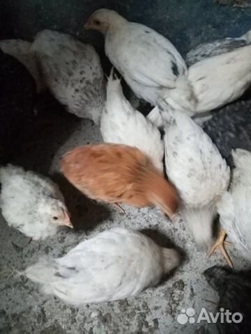 Цыплята им 5недель породистые купить на Зозу.ру - фотография № 1