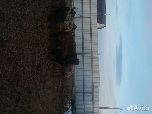Оптом продаю чисто эдельбаевских овечек 2 барана п купить на Зозу.ру - фотография № 9