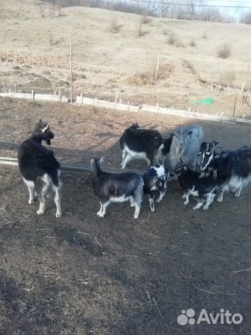 Прадаю козс козлятами три большие и 4 маленьких и купить на Зозу.ру - фотография № 6