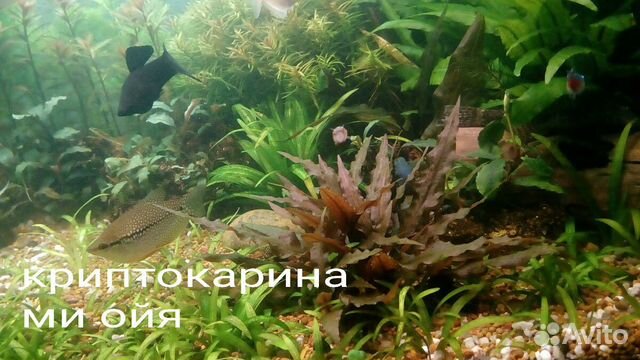 Набор аквариумных растений купить на Зозу.ру - фотография № 4