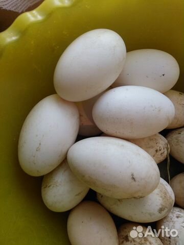 Инкубационное гусиное яйцо Линда и индоутиное тоже купить на Зозу.ру - фотография № 1