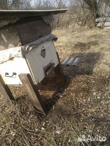 Пчелы в улье дадан купить на Зозу.ру - фотография № 4
