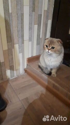 Вязка Шотландская золотая шиншила