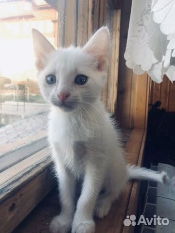Белый Котёнок Белый Котёнок