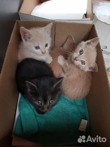 Котятам нужен дом Котятам нужен дом