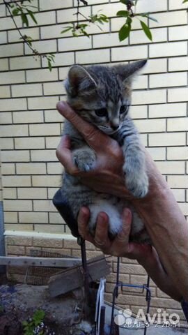 Кот и кошечка 2 месяца купить на Зозу.ру - фотография № 4