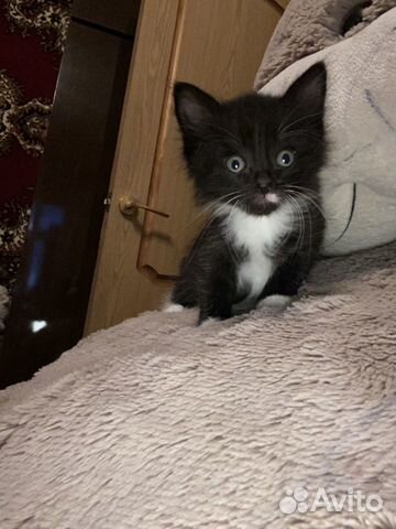 Котёнок Котёнок