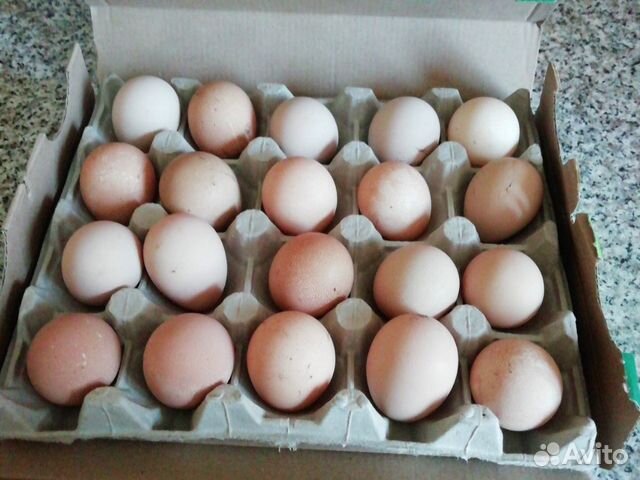 Яйцо инкубационное Ростовская область купить. Авито Курская область г Курск купить яйца для инкубатора. Куплю инкубационное яйцо лизутантов в Смоленске. Инкубационное яйцо в Брянской области купить. Купить инкубационное яйцо в орле