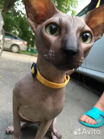Вязка кота Вязка кота