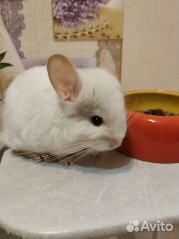 Шиншилла мальчик