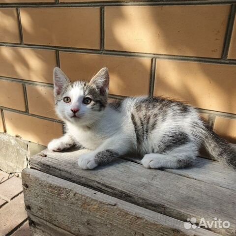 Девочка, 2 месяца