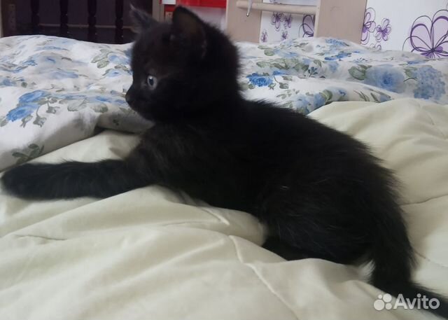 Котята в добрые руки Котята в добрые руки