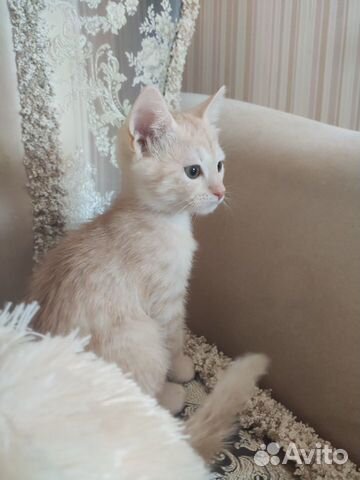 Котенок в добрые руки
