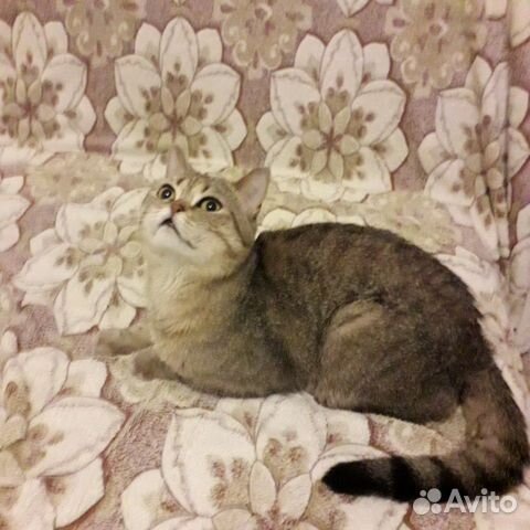 Шотландский котик в добрые руки Шотландский котик в добрые руки