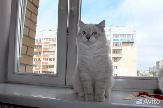 Невский Маскарадный котенок