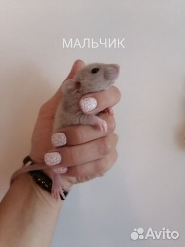 Крысята Дамбо Крысята Дамбо