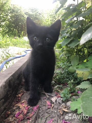 Котята