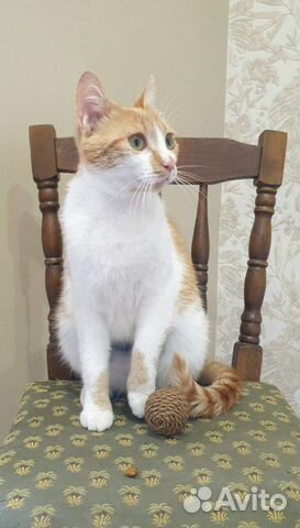 Кошка Кошка
