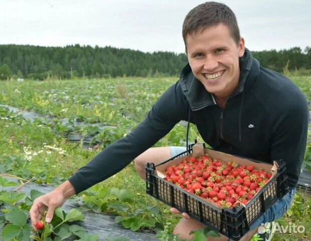Смородина Смородина