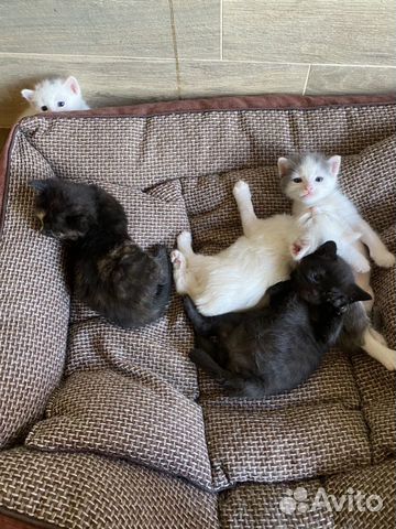 Котята метисы