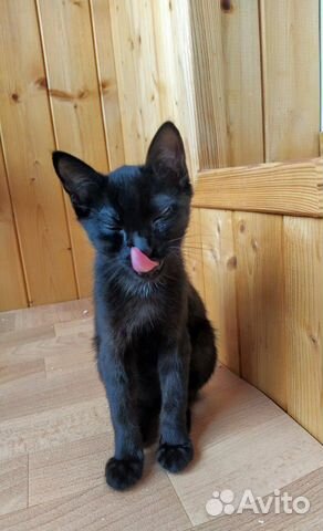 Котенок девочка Котенок девочка