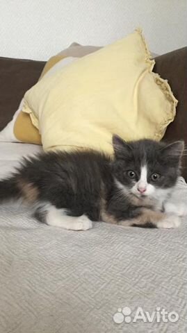 Котёнок в добрые руки Котёнок в добрые руки
