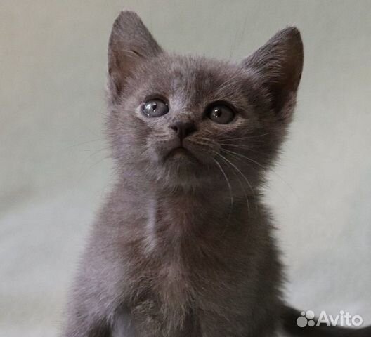 Очаровательный котёнок в дар Очаровательный котёнок в дар