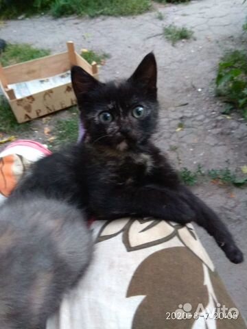 Kitty