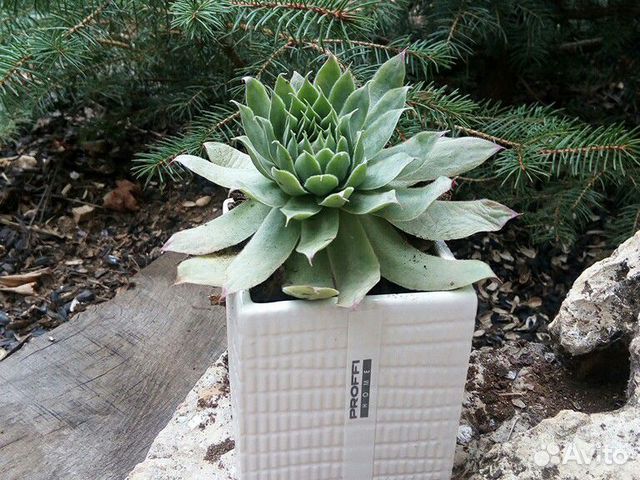 Каменная роза