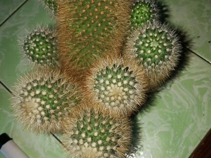Кактус Rebutia senilis