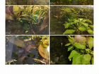 Аквариумные растения-50видоа гуппи ассорти креветк