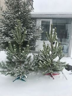 Сосна и ель живая новогодняя срезанная 4 метра
