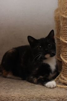 Урочка котенок