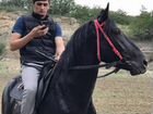 Лошадь карачаевсая объявление продам