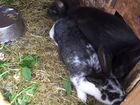 Кролики породы французский баран с помесью гиганто