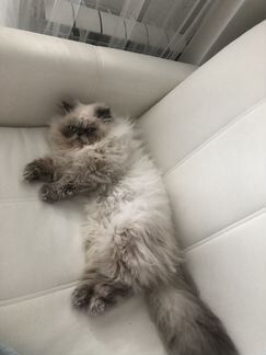 Mr Fred ждёт кошечку на вязку