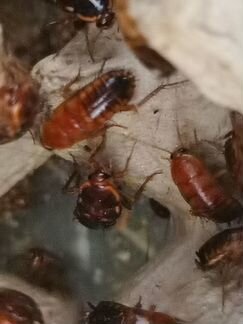 Туркменский таракан (живой). Кормовые насекомые