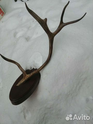 Продам рога косули на подставке