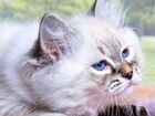 Невский маскарадный котик объявление продам