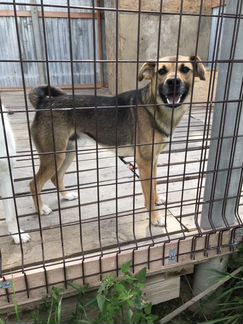 Щенки пегой гончей (метисы)