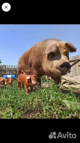 Продажа поросят породы Дюрок на Племя,и на откорм