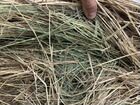 Продаю сено в рулонах 2022 г. обмотка сеткой объявление продам