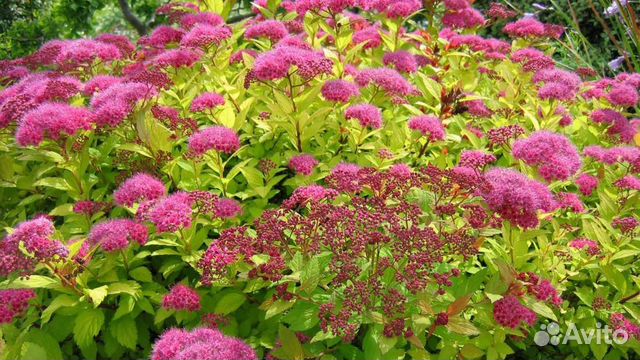 Спирея японская, хоста