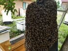 Пчелосемьи Карпатской породы,Карника Австрия объявление продам