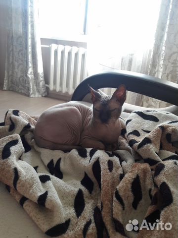 Вязка Донской сфинкс