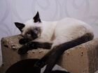 Тайский котик Каспер объявление продам