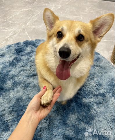 Передержка собак/зоогостиница